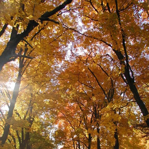 Fall trees on a residential street 